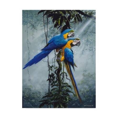 Harro Maass 'Blue And Yellow Macaws 2' Canvas Art,14x19